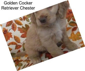 Golden Cocker Retriever Chester