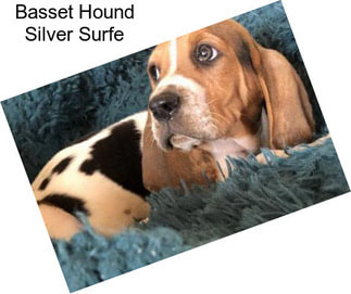 Basset Hound Silver Surfe