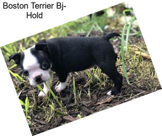 Boston Terrier Bj- Hold