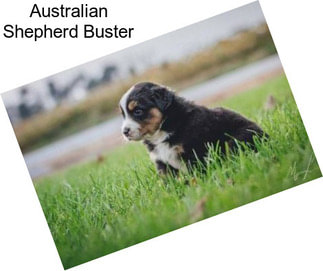 Australian Shepherd Buster