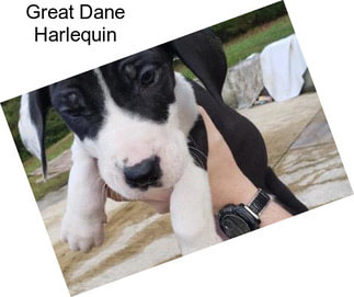 Great Dane Harlequin