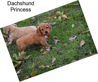 Dachshund Princess