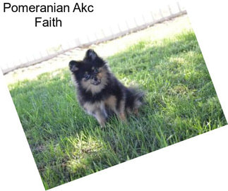 Pomeranian Akc Faith