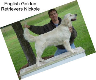 English Golden Retrievers Nickole