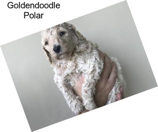 Goldendoodle Polar