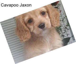 Cavapoo Jaxon