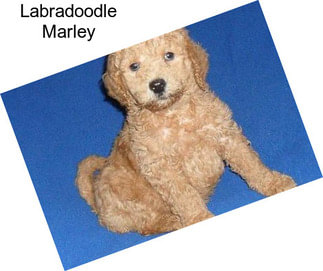 Labradoodle Marley