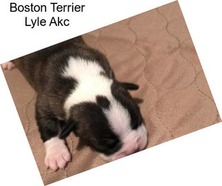 Boston Terrier Lyle Akc