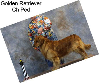 Golden Retriever Ch Ped