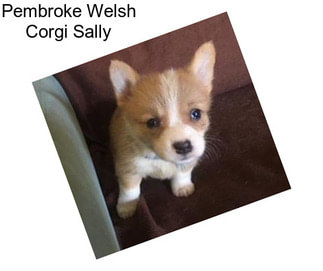 Pembroke Welsh Corgi Sally