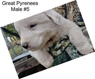 Great Pyrenees Male #5