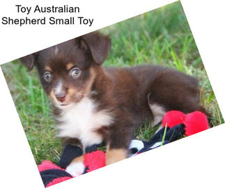 Toy Australian Shepherd Small Toy