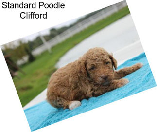 Standard Poodle Clifford