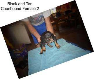 Black and Tan Coonhound Female 2