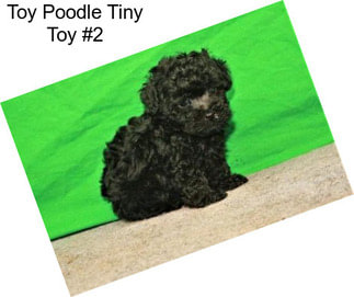 Toy Poodle Tiny Toy #2