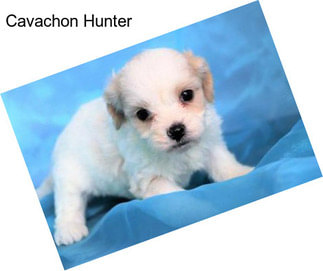 Cavachon Hunter