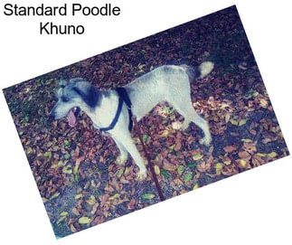Standard Poodle Khuno