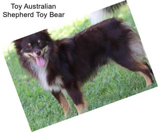 Toy Australian Shepherd Toy Bear