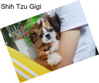 Shih Tzu Gigi