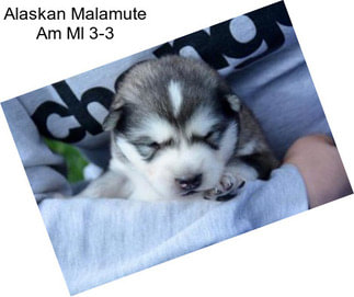 Alaskan Malamute Am Ml 3-3