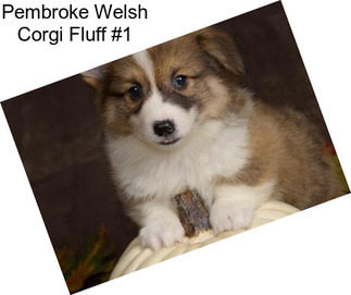 Pembroke Welsh Corgi Fluff #1