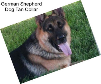 German Shepherd Dog Tan Collar