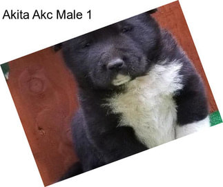 Akita Akc Male 1