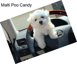 Malti Poo Candy