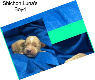 Shichon Luna\'s Boy4