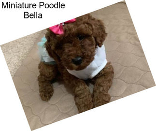 Miniature Poodle Bella