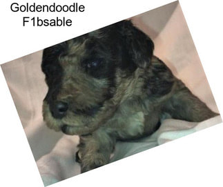 Goldendoodle F1bsable