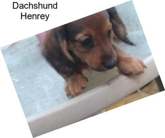 Dachshund Henrey