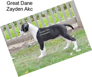 Great Dane Zayden Akc