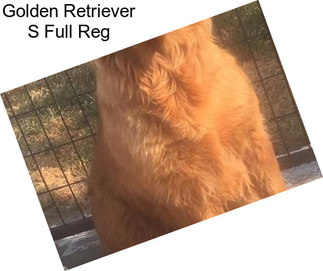 Golden Retriever S Full Reg