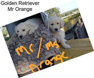 Golden Retriever Mr Orange