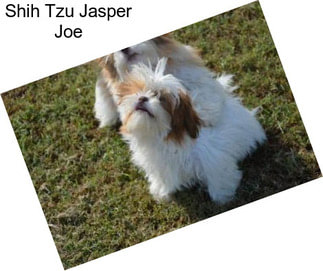 Shih Tzu Jasper Joe