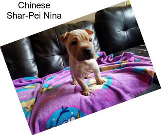 Chinese Shar-Pei Nina