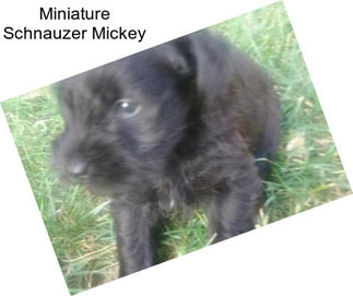 Miniature Schnauzer Mickey