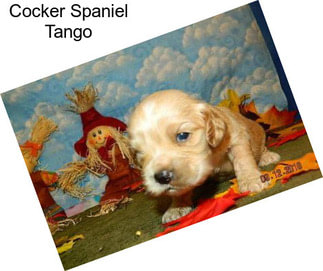 Cocker Spaniel Tango