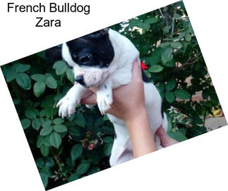 French Bulldog Zara