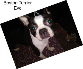 Boston Terrier Eve