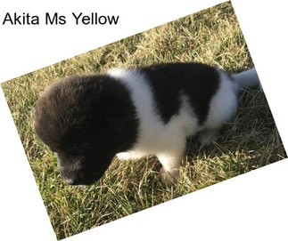 Akita Ms Yellow