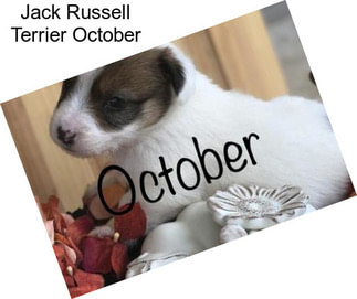 Jack Russell Terrier October