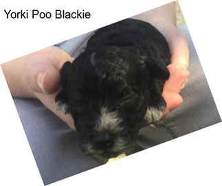 Yorki Poo Blackie