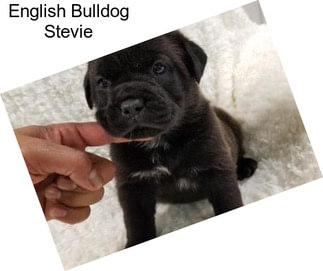 English Bulldog Stevie