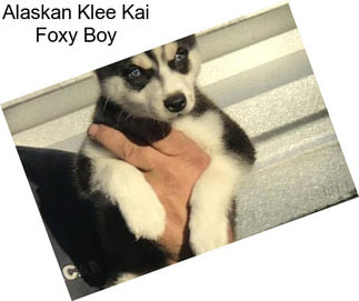 Alaskan Klee Kai Foxy Boy