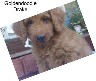 Goldendoodle Drake