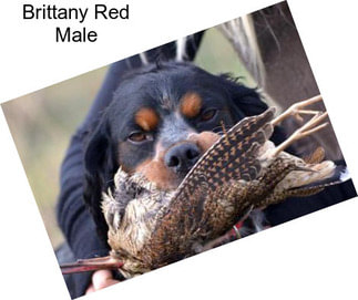 Brittany Red Male