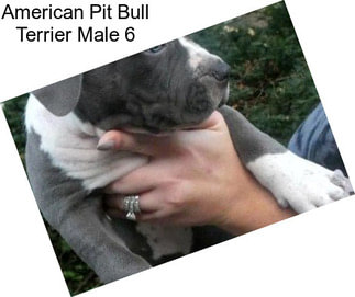American Pit Bull Terrier Male 6