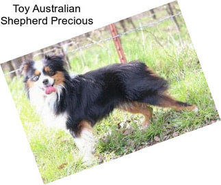 Toy Australian Shepherd Precious